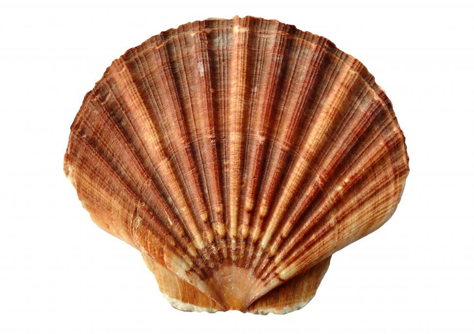 Free Image of Clam Sea Shell  