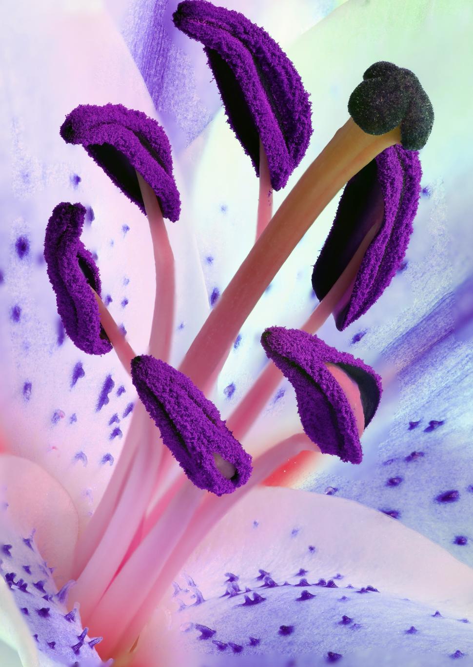 Free Image of Lily Stamens  