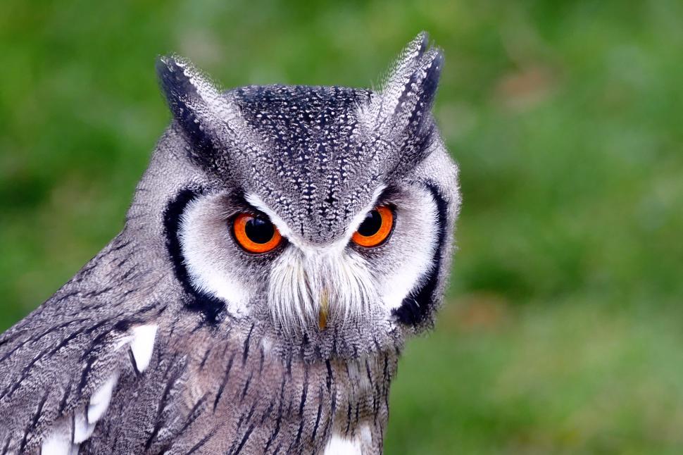 Free Image of Southern White Faced Owl  