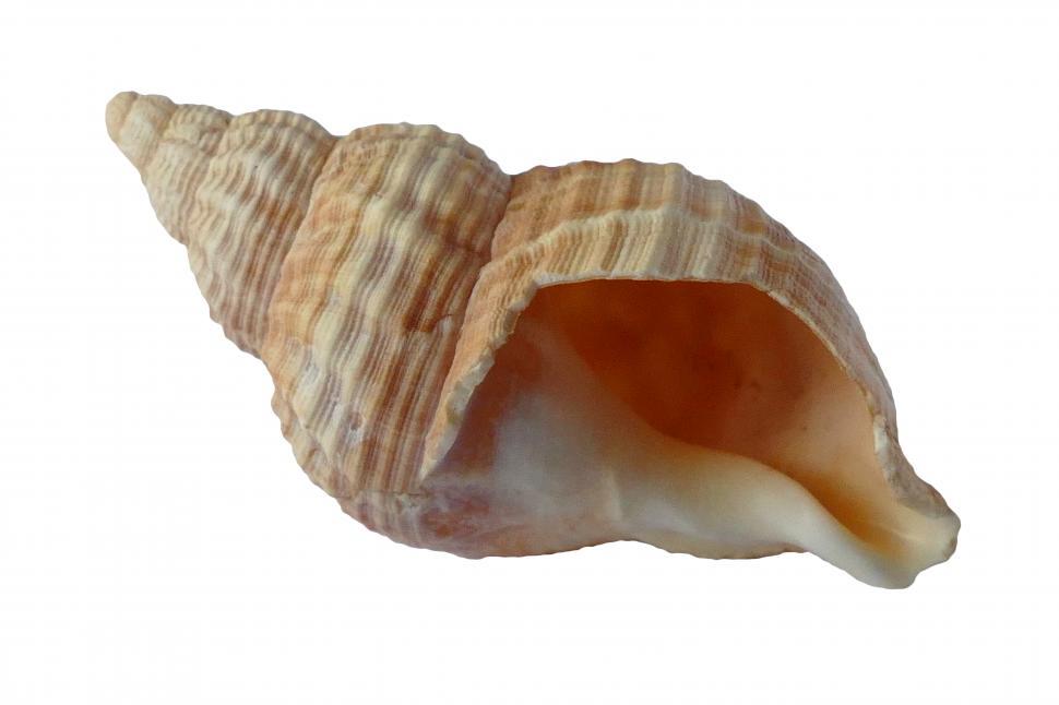Free Image of Seashell  