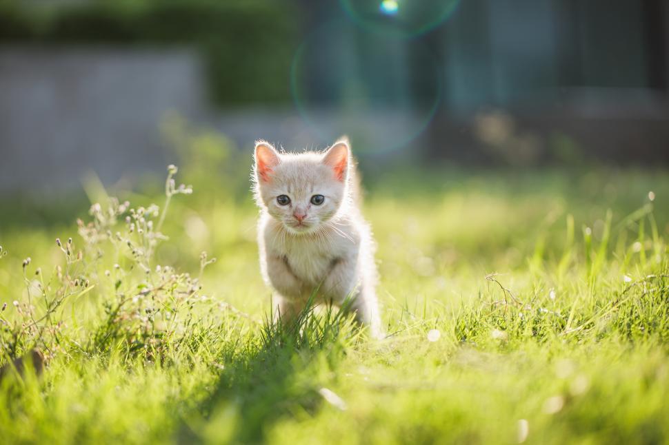Download Free Stock Photo of Cute brown Scottish kitten walking and playing on lawn 