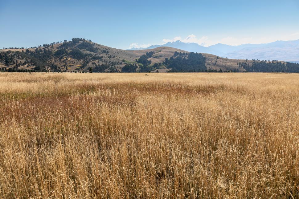 Free Image of Field of golden dry grass 