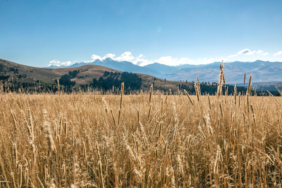 Free Image of Dry grass fields 
