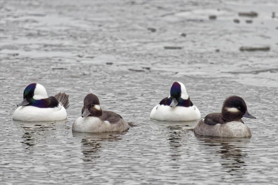Free Image of Male and female Bufflehead Ducks 