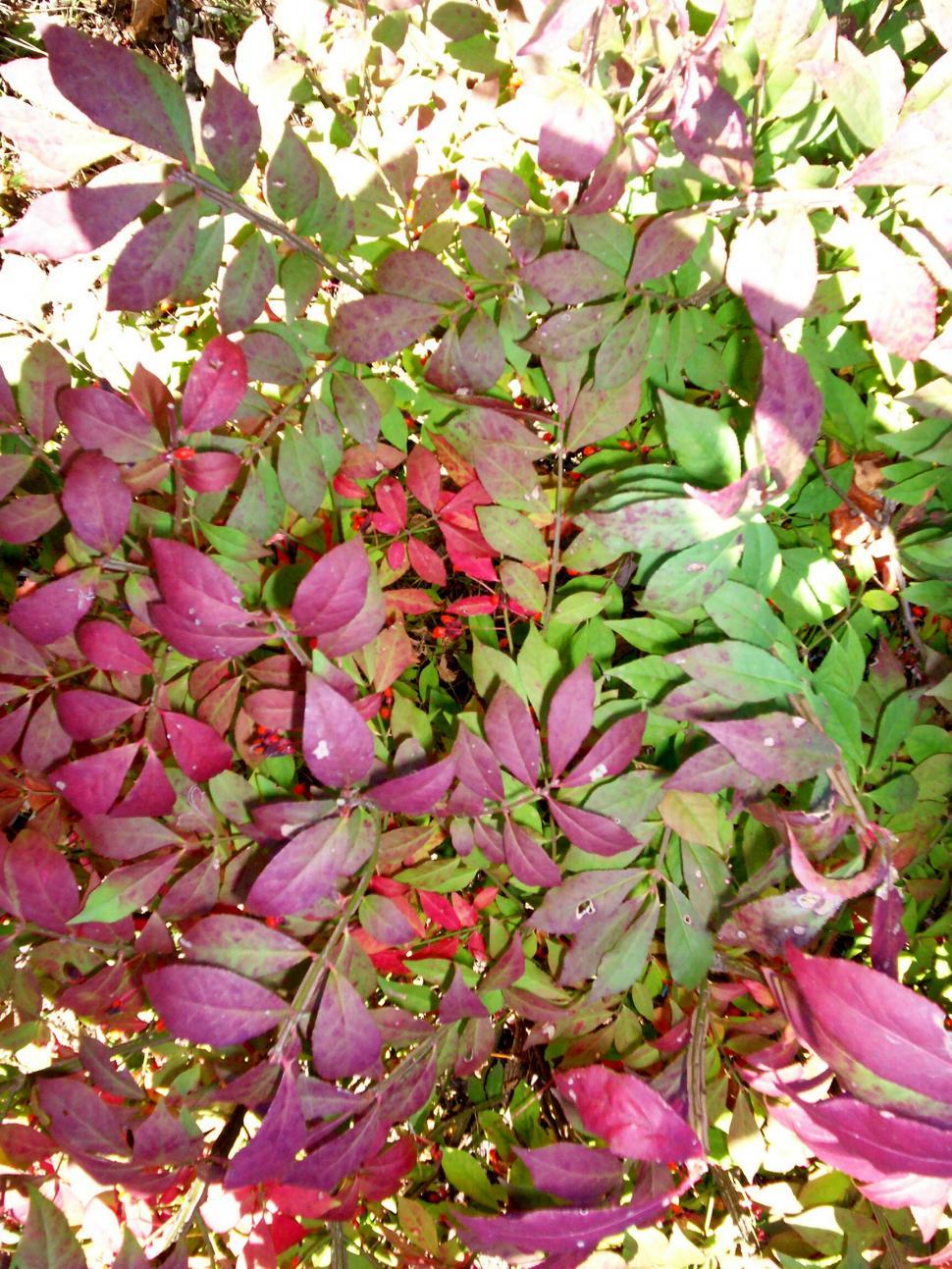 Free Image of Burning bush with red berries 
