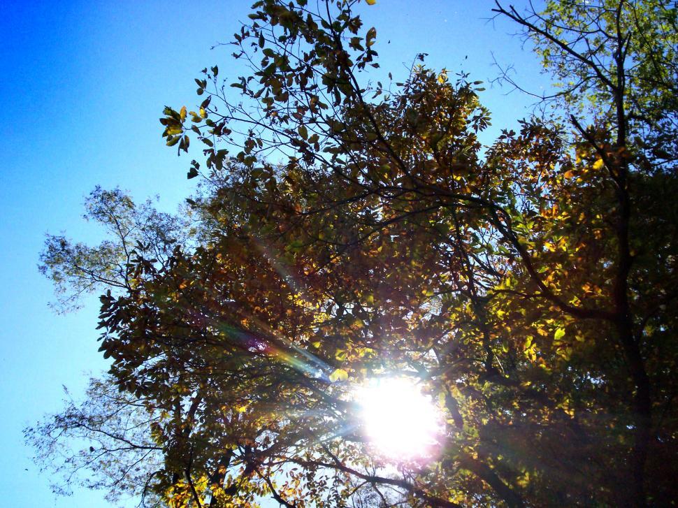 Free Image of Sun Shining Through Leaves of Tree 