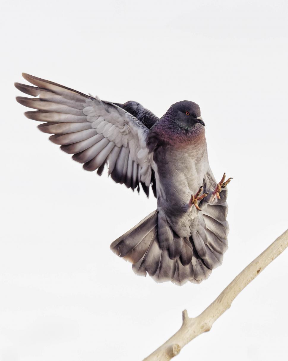 Free Image of Pigeon landing with wings back 