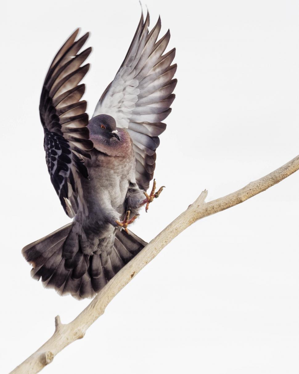 Free Image of Pigeon landing with wings out 