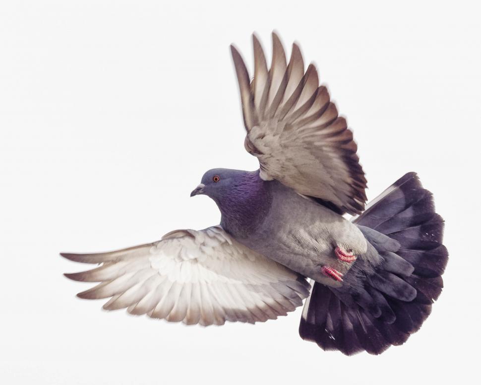 Free Image of Pigeon flying 