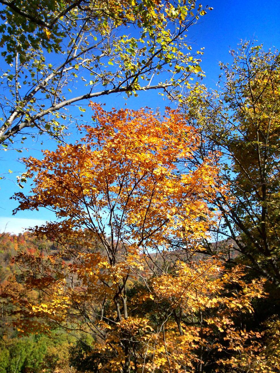 Free Image of Tree With Yellow Leaves in Wooded Area 