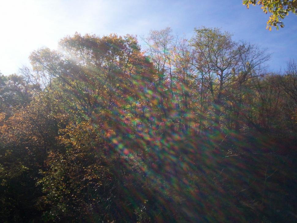Free Image of Sun Shining Through Trees 