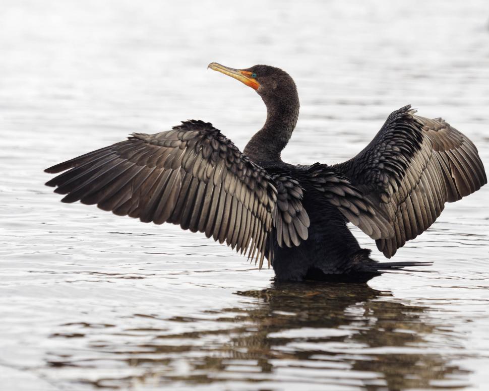 Free Image of Cormorant drying its wings 