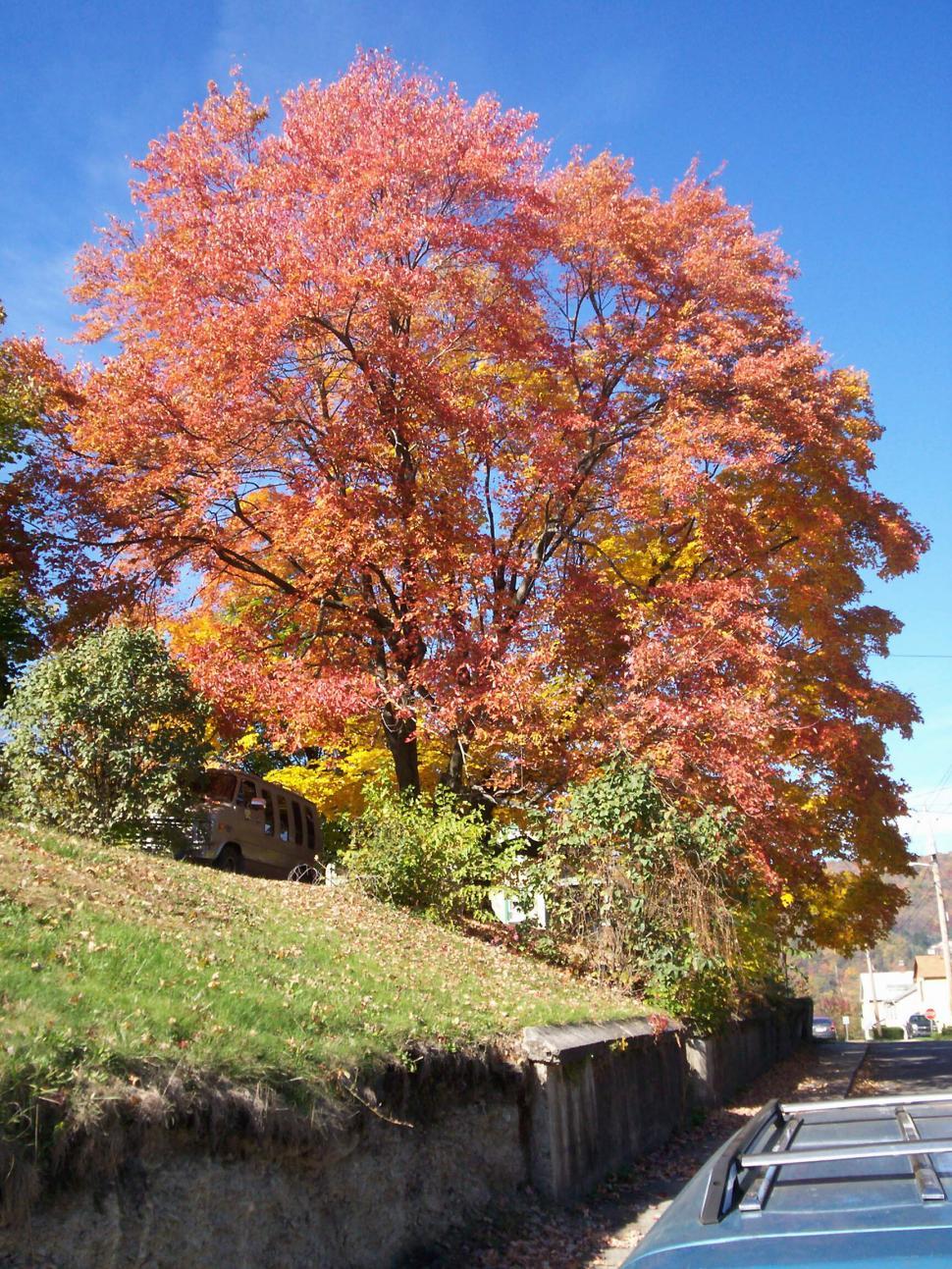 Free Image of Autumn trees 