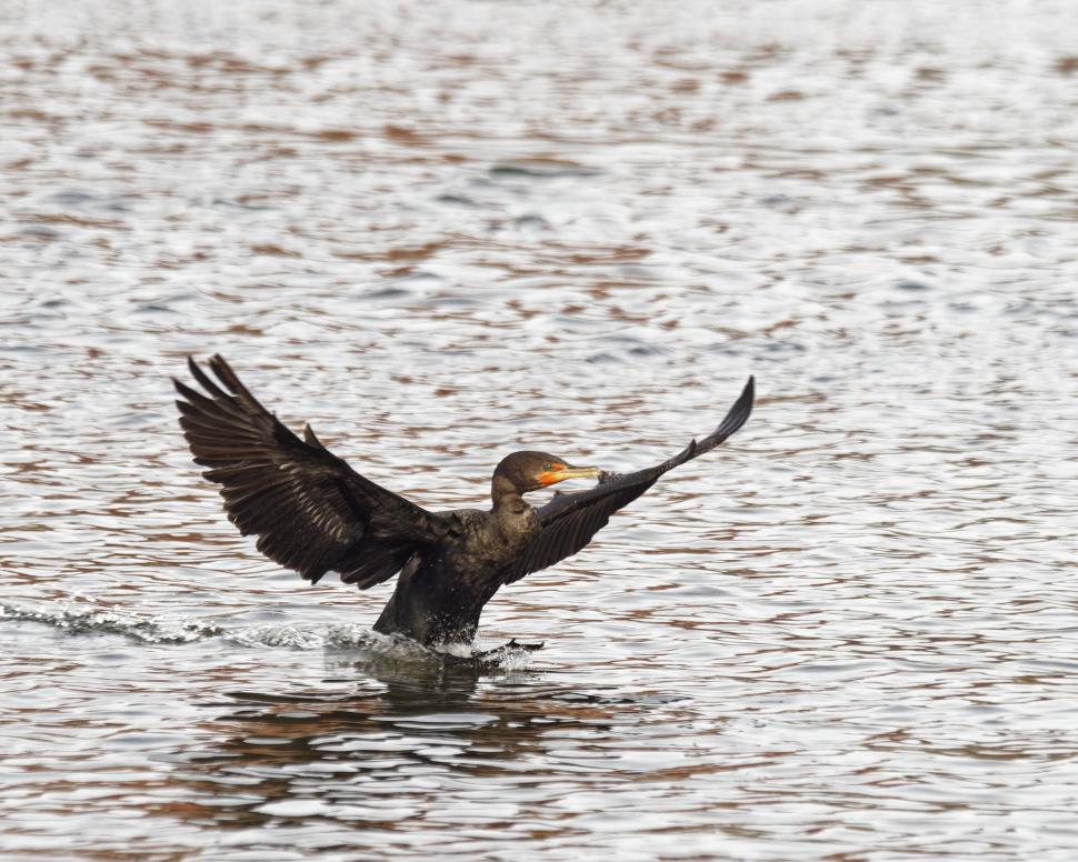 Free Image of Cormorant landing 