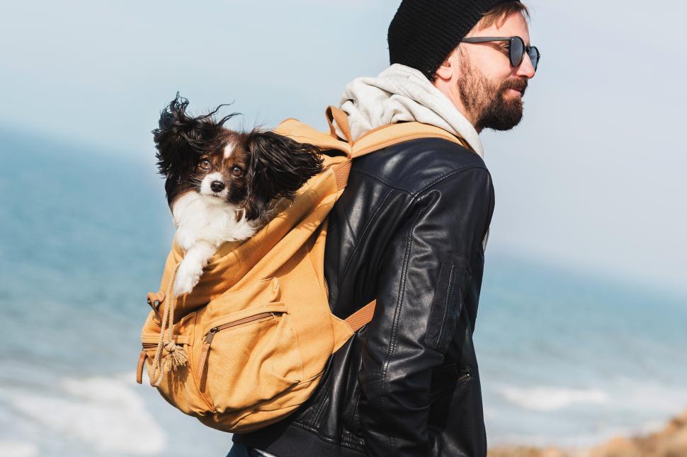 Free Image of Traveler man with fluffy dog papillon in backpack 
