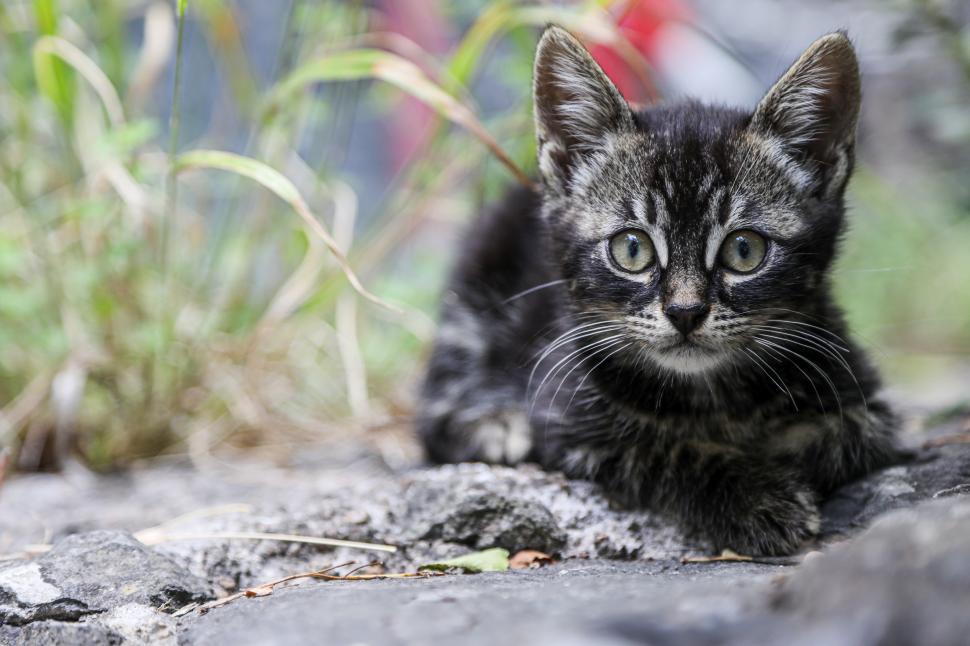 Download Free Stock Photo of Kitten in the Wild 