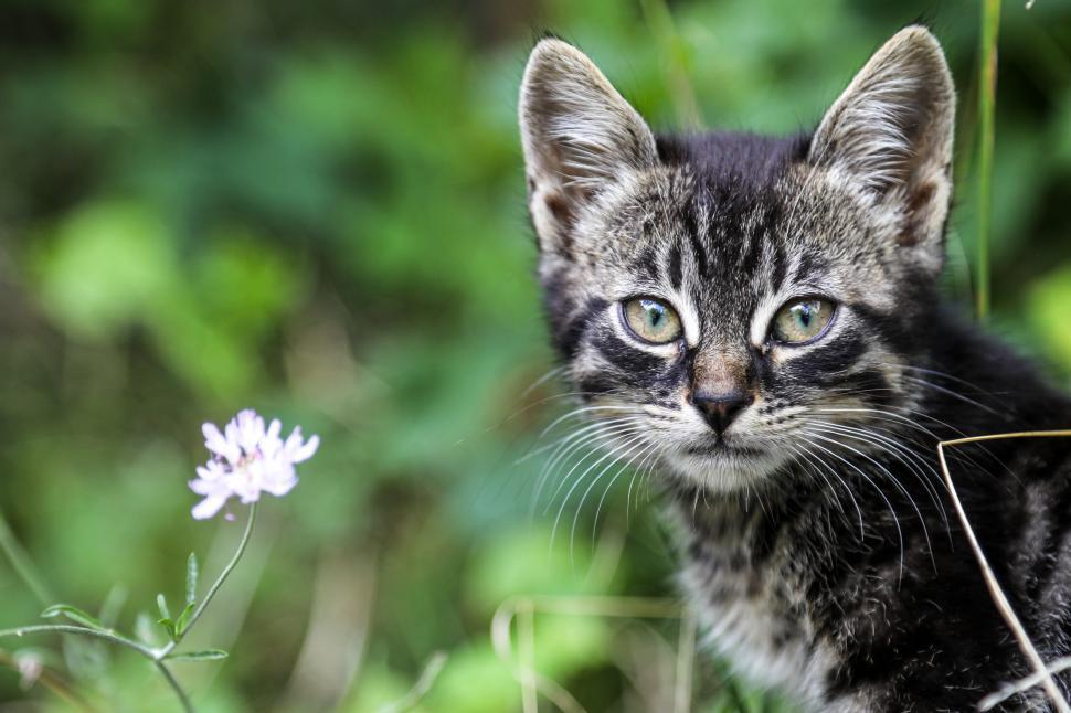 Download Free Stock Photo of Cute Kitten in the Garden 