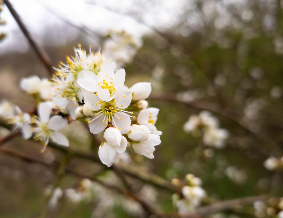 Free Image of White Spring flowers  