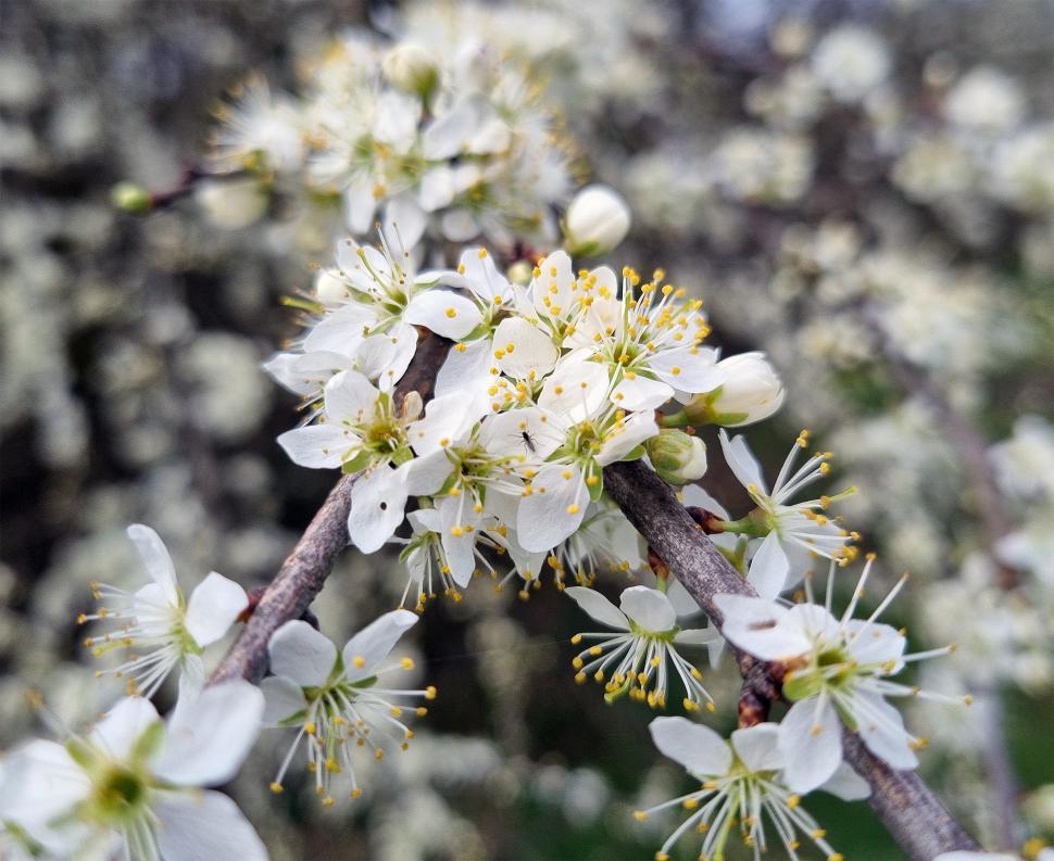 Free Image of Cluster of spring flowers  
