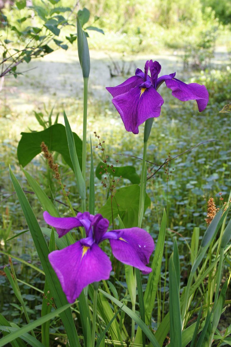Free Image of Purple iris 
