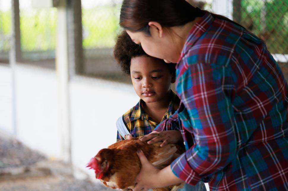 Free Image of Kid working with a chicken 