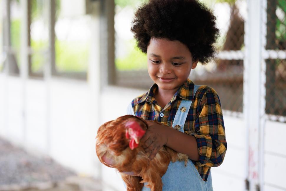 Free Image of young american african boy holds a hen on the farm 