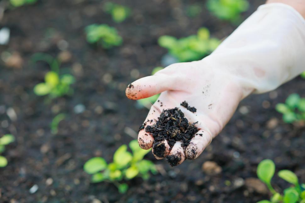 Free Image of Close up of hand planting seedlings in the dirt. 