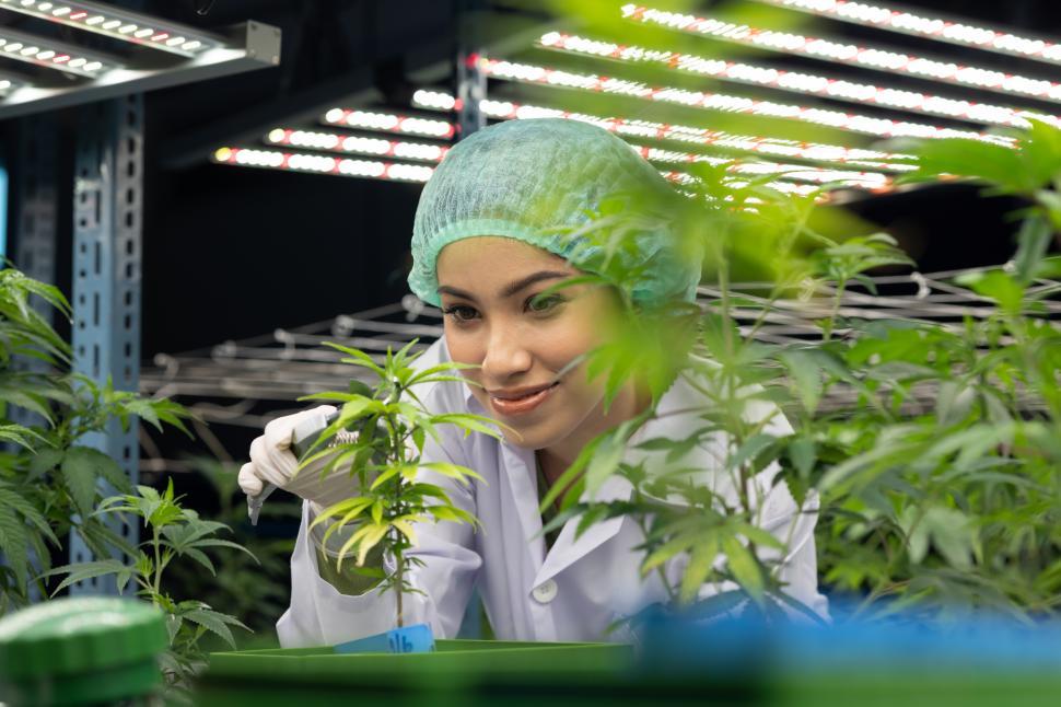 Free Image of Women scientists care for cannabis plants 