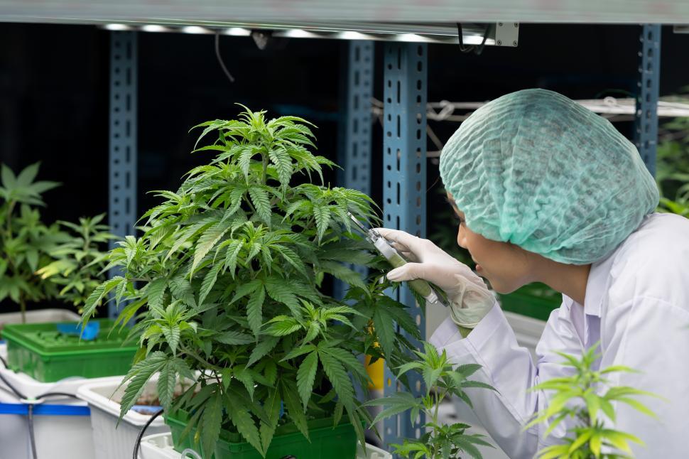 Free Image of Scientists monitor cannabis plants 
