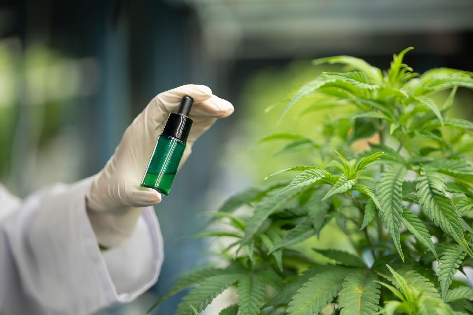 Free Image of Scientists test cannabis oil to improve quality 