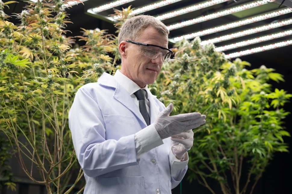Free Image of Researchers in safety and latex gloves in cannabis farm 