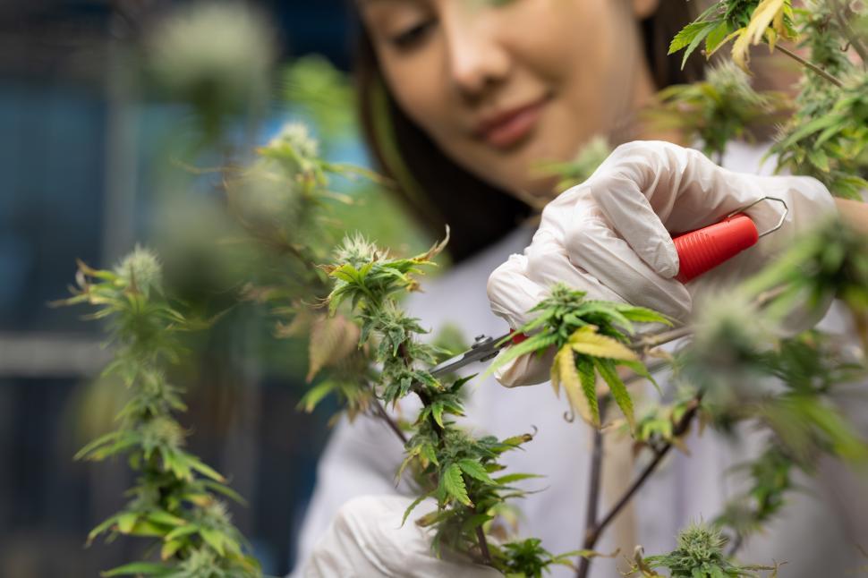 Free Image of Women scientist pruning cannabis plants 