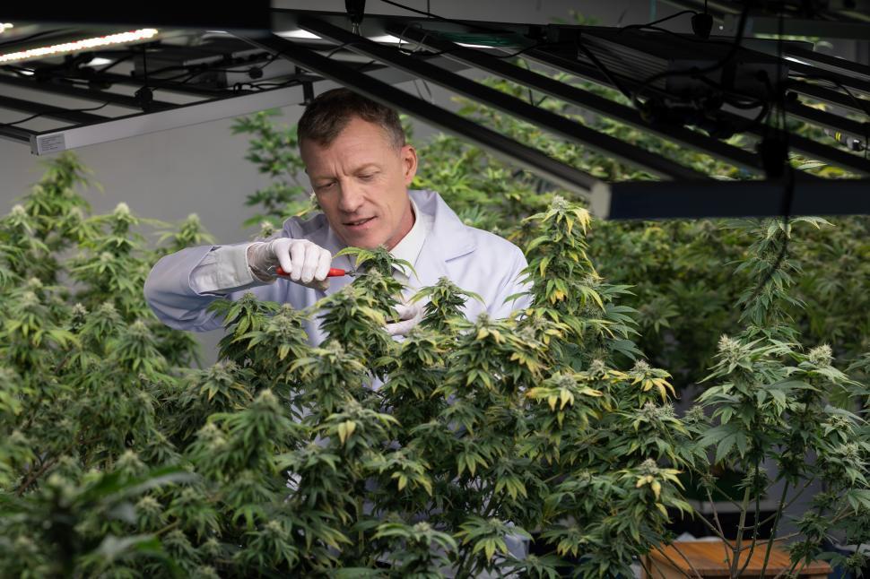 Free Image of Scientists care for cannabis plants 