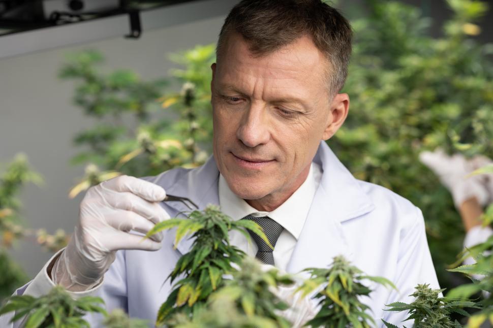 Free Image of Checking, testing, analyze cannabis flower for improvements 