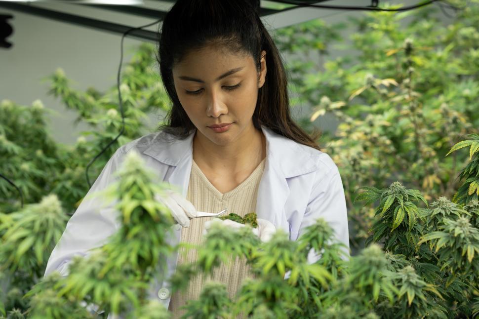Free Image of Researcher analyzing cannabis plant 