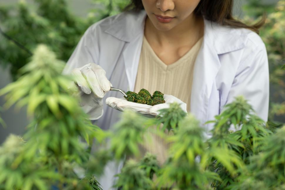 Free Image of Researcher checking and testing cannabis briquette 