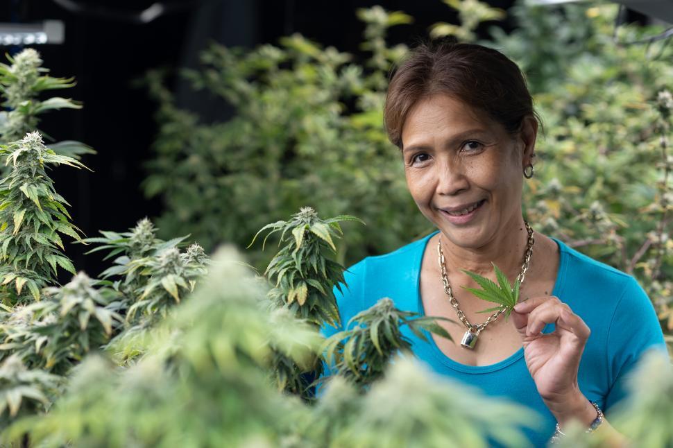 Free Image of Asian woman in cannabis greenhouse farm 