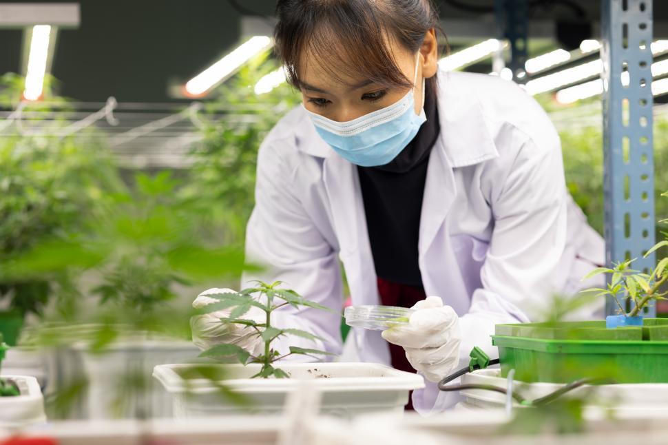Free Image of Researcher testing young cannabis plant to improve quality 