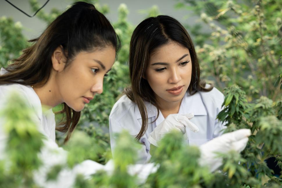 Free Image of Two women researchers checking cannabis plants 