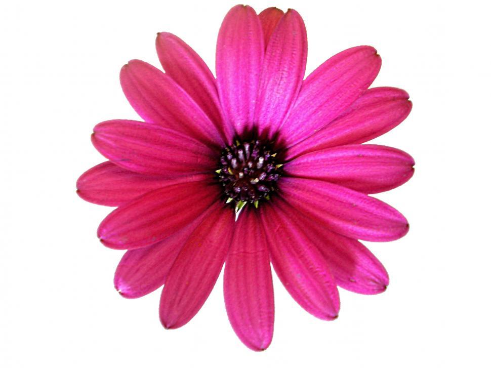 Free Image of Pink Flower 