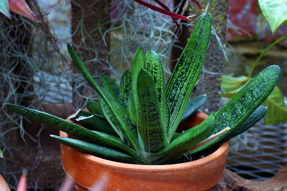 Free Image of Gasteria Spotted Ox Tongue 