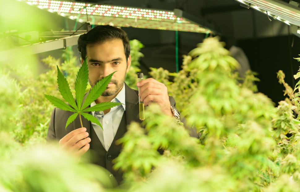 Free Image of Wealthy businessman in cannabis business 