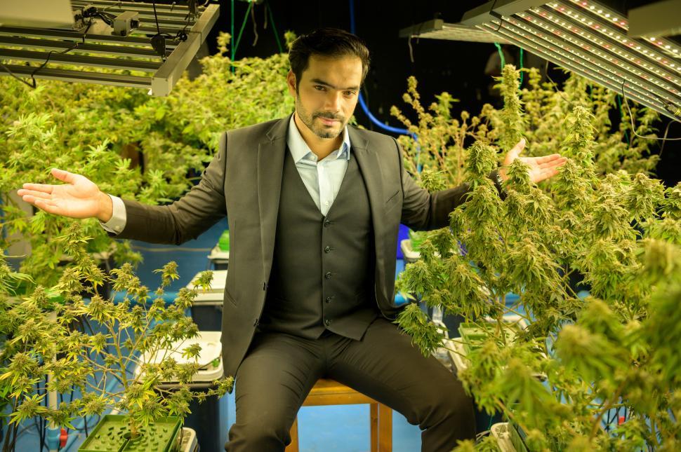 Free Image of Businessman in his cannabis farm  