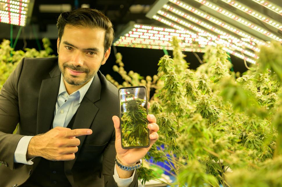 Free Image of Businessman in cannabis business with his cannabis farm 