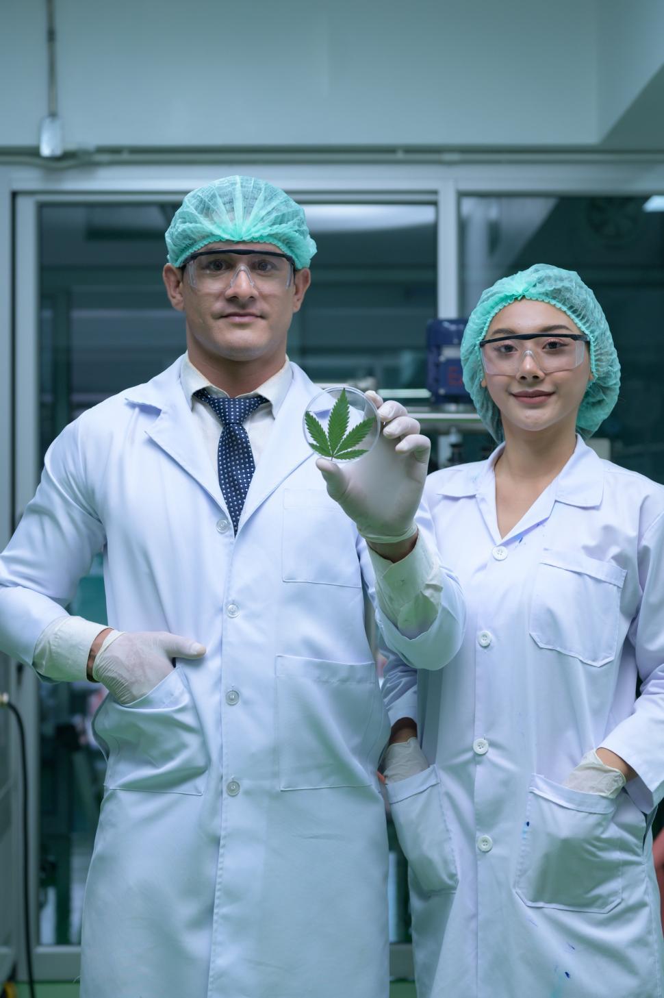 Free Image of Scientists are in the chamber extracting oil and cannabis seeds. 
