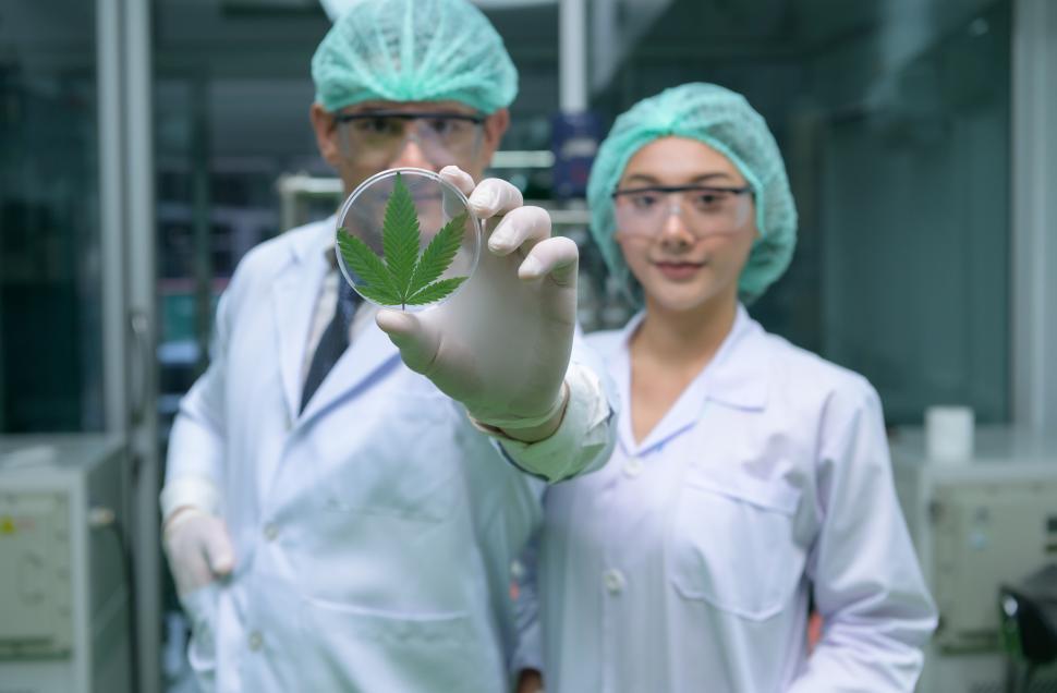 Free Image of Cannabis lab workers and plants 
