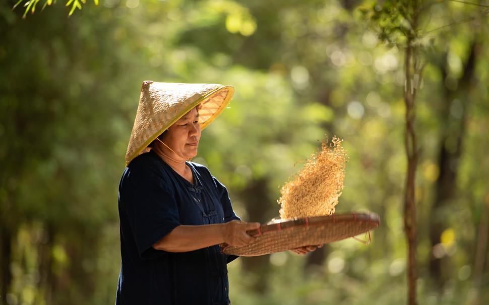 Free Image of Thai farmers sifting rice 