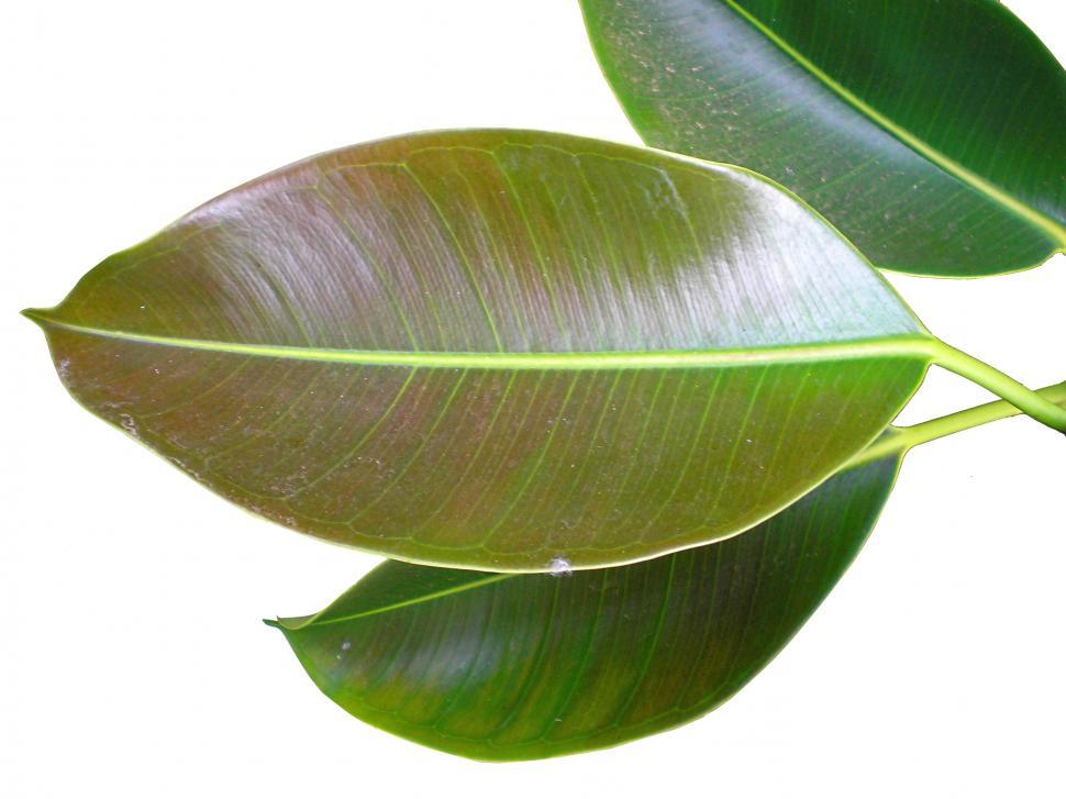 Free Image of Green Leaves 