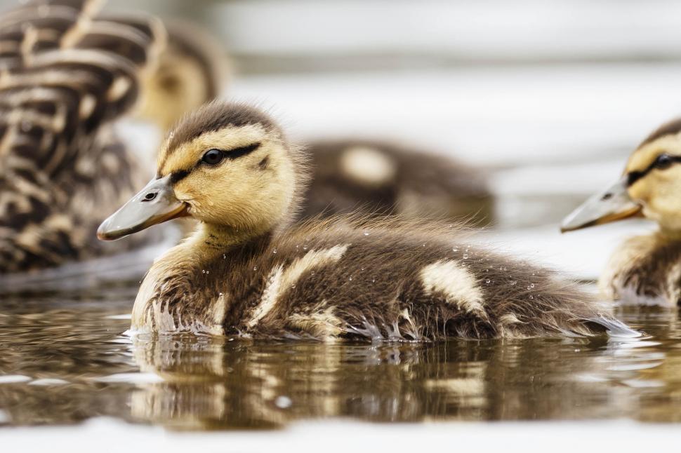 Free Image of Baby ducklings swimming 