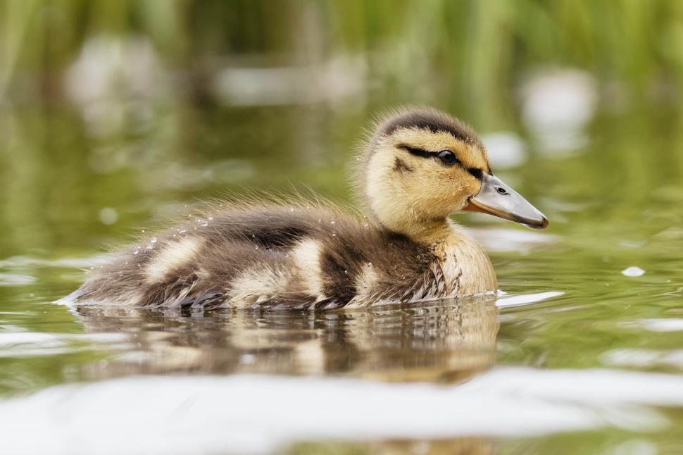 Free Image of Lone duckling 